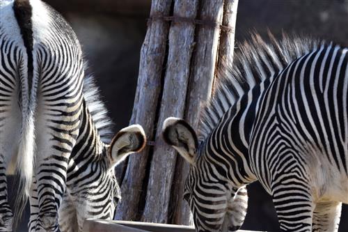 two zebras